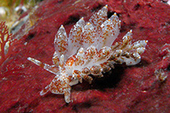 Eubranchus pallidus