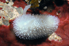 Acanthodoris pilosa