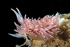 Flabellina polaris