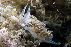 Flabellina trophina