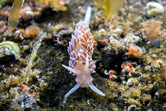 Flabellina athadona