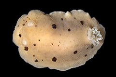 Diaulula sandiegensis