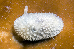 Onchidoris muricata