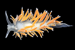 Flabellina gracilis