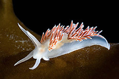 Flabellina verrucosa