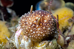 Onchidoris bilamellata