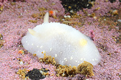 Cadlina laevis