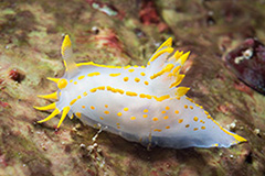 Polycera quadrilineata