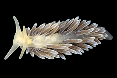 Cuthonella hiemalis