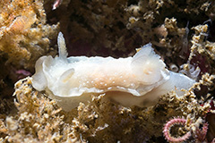 Goniodoris nodosa