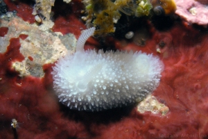 Acanthodoris pilosa