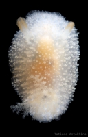 Acanthodoris pilosa