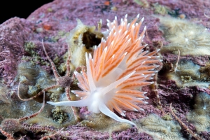 Flabellina nobilis