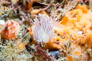 Flabellina nobilis