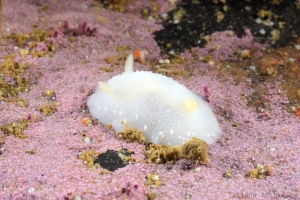 Cadlina laevis