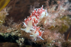 Flabellina verrucosa