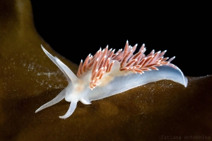 Flabellina verrucosa