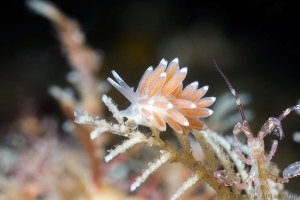 Cuthonella concinna