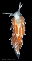 Cuthonella concinna