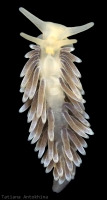 Cuthonella hiemalis