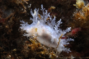 Dendronotus lacteus