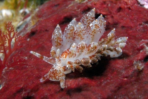 Eubranchus pallidus