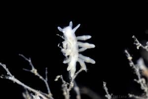 Eubranchus rupium