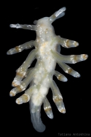 Eubranchus rupium