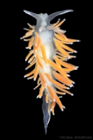 Flabellina gracilis