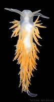 Flabellina gracilis