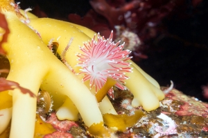 Flabellina pellucida