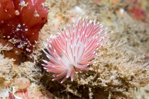 Flabellina pellucida