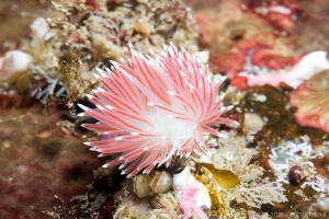 Flabellina pellucida