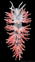 Flabellina pellucida