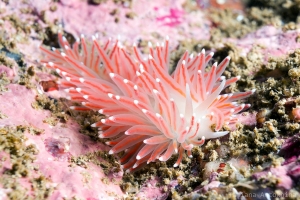 Flabellina pellucida