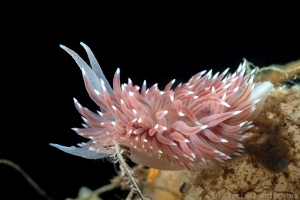 Flabellina polaris