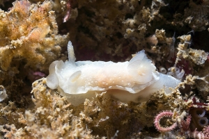 Goniodoris nodosa