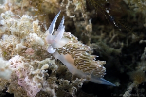 Flabellina trophina