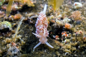 Flabellina athadona