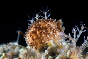 Onchidoris bilamellata