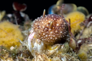 Onchidoris bilamellata