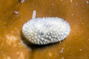 Onchidoris muricata