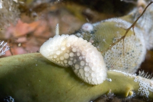 Onchidoris muricata