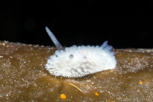 Onchidoris muricata