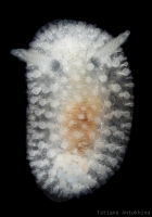 Onchidoris muricata