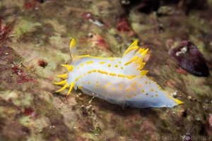 Polycera quadrilineata